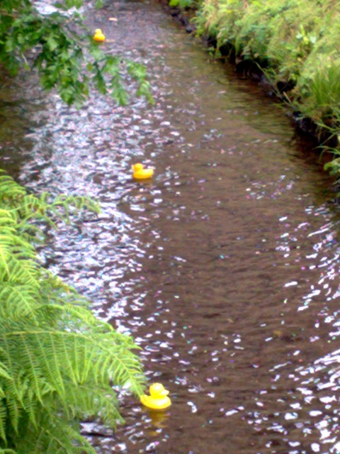 Ducks Ahoy | June 2010 Ducks Ahoy | June 2010
